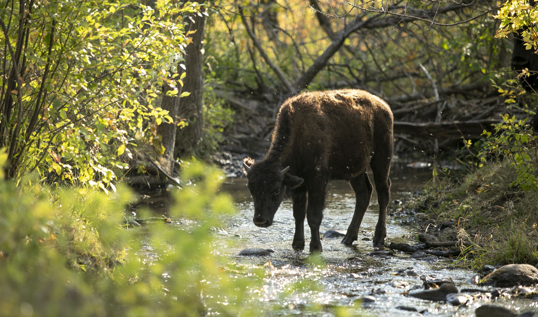 Buffalo Roundup Preview